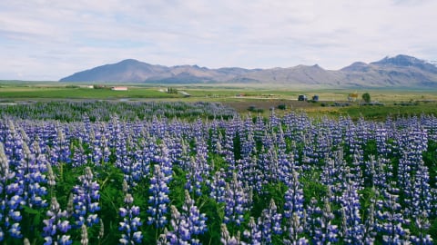 Mùa hè tím biếc tại Iceland