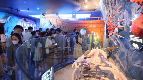 Bảo tàng Hải dương học mở cửa miễn phí khu trưng bày 'Đại dương kỳ bí' đến ngày 15/9