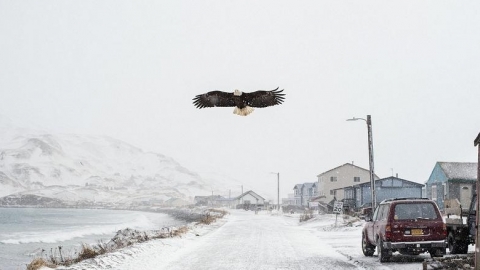 Unalaska, thị trấn của đại bàng đầu bạc