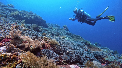 Hệ sinh thái phong phú khi trải nghiệm lặn ở quần đảo Alor, Indonesia