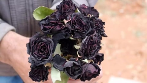 Thị trấn duy nhất trên thế giới sở hữu hoa hồng đen tự nhiên