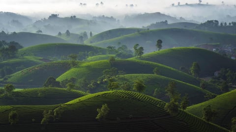 Đồi chè Long Cốc qua ống kính của người yêu ảnh