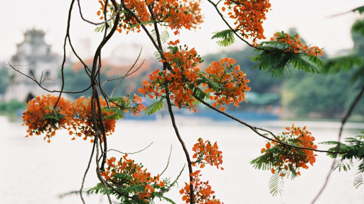 Đi giữa mùa hoa Hà Nội