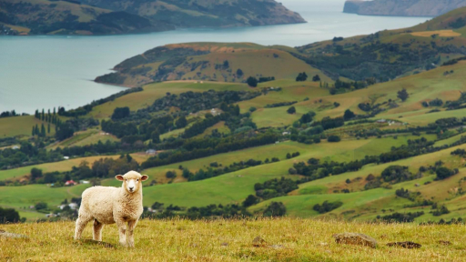 Khi thế giới lụi tàn, hãy tìm đến New Zealand