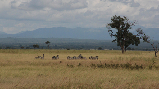 Hoang dã Tanzania