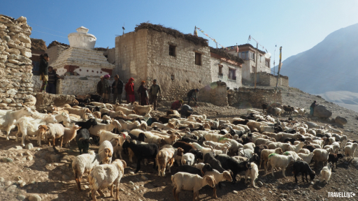 Zanskar: Miền đất lạ bên dãy Himalaya