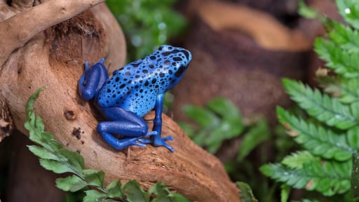 7 điều tuyệt vời bạn nên làm ở Suriname