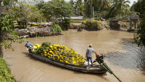 Psardek, duyên dáng hương xuân 