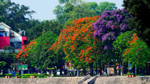 Bằng lăng, Phượng đỏ rực rỡ Hà Nội
