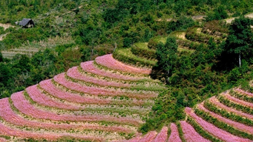 Lên Tây Bắc ngắm hoa tam giác mạch