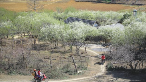 Đi qua thảo nguyên