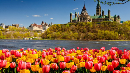 Tour Châu Âu tham dự lễ hội hoa Tulip Keukenhof 2014