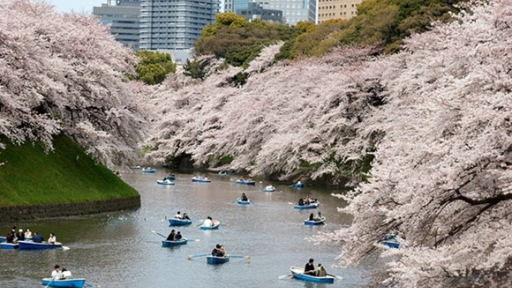 Khám phá Hokkaido thơ mộng mùa hoa anh đào nở