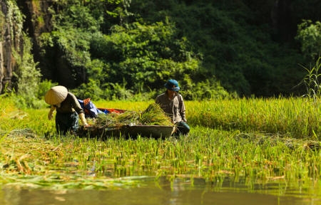 Tam Cốc – Bích Động đẹp mê hồn trong mùa lúa chín