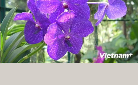 Singapore Botanic Gardens tiếp tục là công viên đẹp nhất châu Á