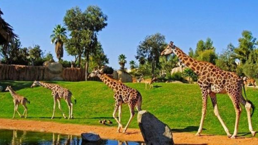Khám phá Safari Park Việt Nam