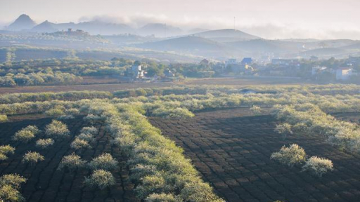 Nắng về trên thảo nguyên