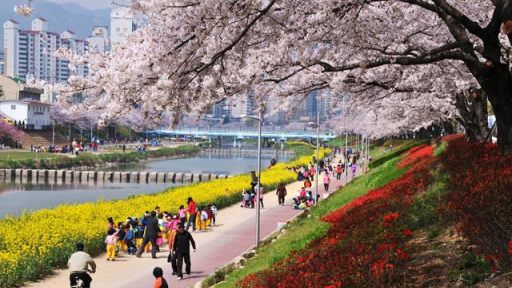 Hẹn hò mùa xuân dưới những tán anh đào