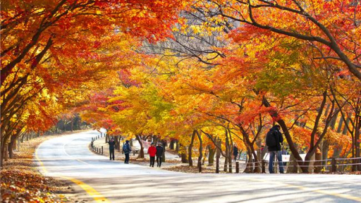 Quà tặng cho khách hàng mua Tour du lịch Hàn Quốc trong tháng 10