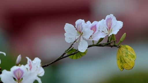 Lễ hội Hoa Ban 2018 