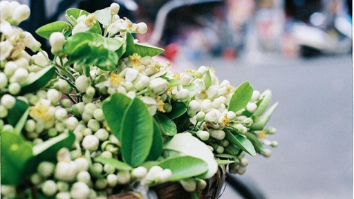 Tháng ba Hà Nội đượm mùi hoa bưởi