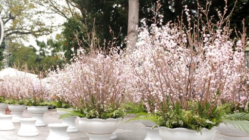 Lễ hội Hoa anh đào 2018 được tổ chức tại Vườn hoa Tượng đài Lý Thái Tổ