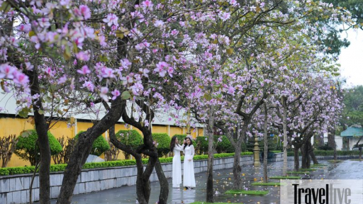Hà Nội mùa hoa ban
