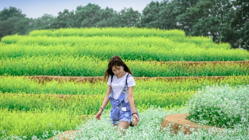 Ruộng hoa bậc thang 'gây sốt' ở Hà Nội