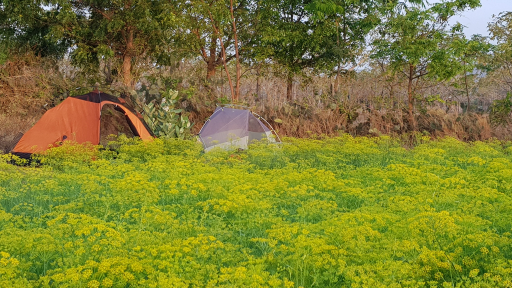Tận hưởng mùa hè với Camping và Glamping