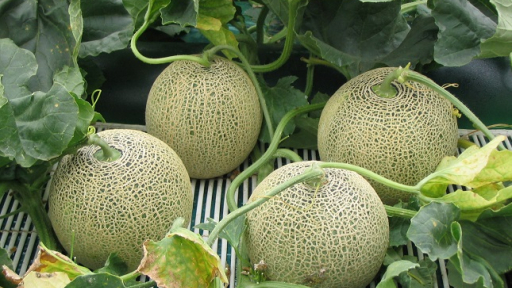 Mùa dưa melon ở Ibaraki