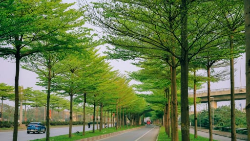 Cây bàng lá nhỏ “phủ xanh” Hà Nội