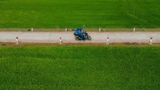 TP.HCM có một cánh đồng lúa đẹp như miền quê ven biển