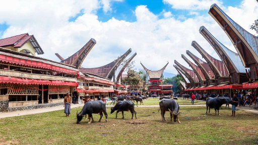 Khám phá phong tục độc đáo ở Sulawesi