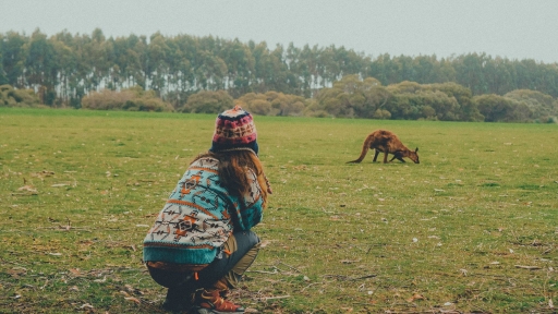 Nhật ký trên đảo Kangaroo