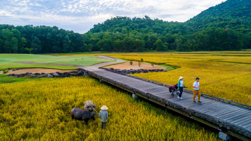 3 chú trâu Việt 'ăn' sân golf