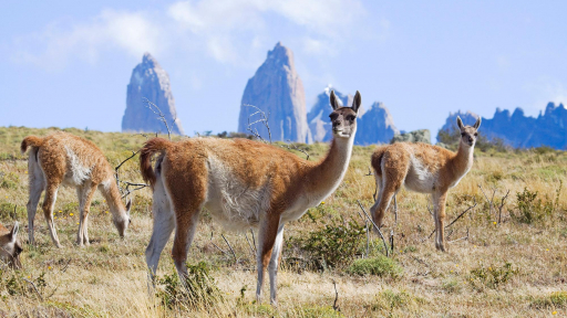 Ngắm động vật hoang dã ở Patagonia