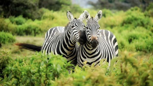 5 trải nghiệm khó quên ở Tanzania