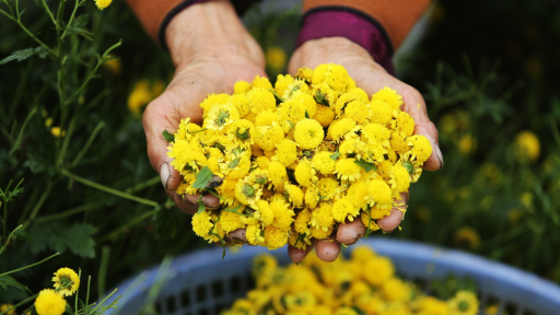 'Biển' vàng cúc chi ngay gần Hà Nội