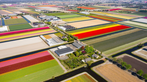 Ngắm nhìn hội hoa Keukenhof qua video