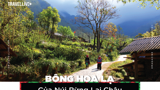 Bông hoa lạ của núi rừng Lai Châu