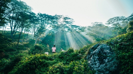 8 trải nghiệm đáng thử nhất ở Sri Lanka