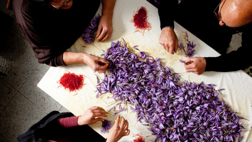 Cận cảnh thu hoạch saffron ở Ý