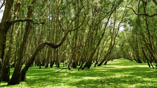 Về phương Nam tránh rét mùa đông