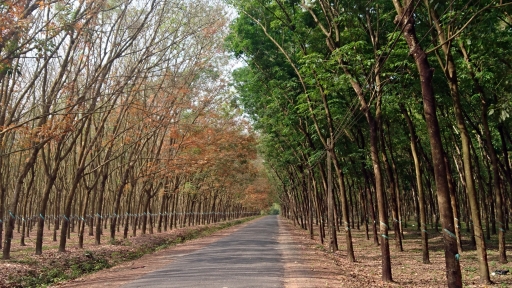 Vẻ đẹp mùa cao su thay lá Đông Nam Bộ