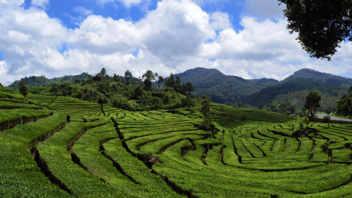 Đắm mình trong những đồi chè xanh mướt