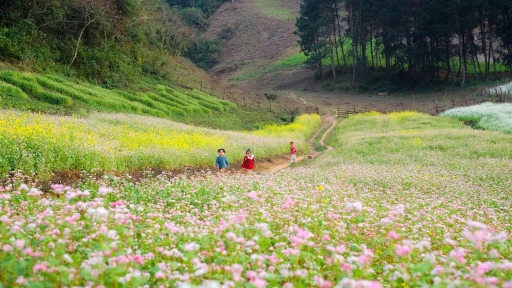 Những mùa hoa đầu đông