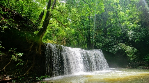 Lắng nghe hơi thở núi rừng ở VQG Bù Gia Mập