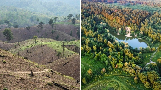 Nhìn từ sự đối lập giữa rừng châu Âu & rừng Amazon