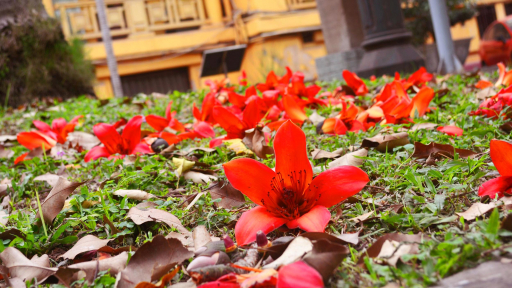 Tour trải nghiệm Hà Nội tháng 3 giữa mùa hoa gạo