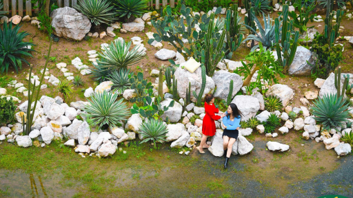 Cacti Zone - góc “sa mạc thu nhỏ” ở Hà Nội